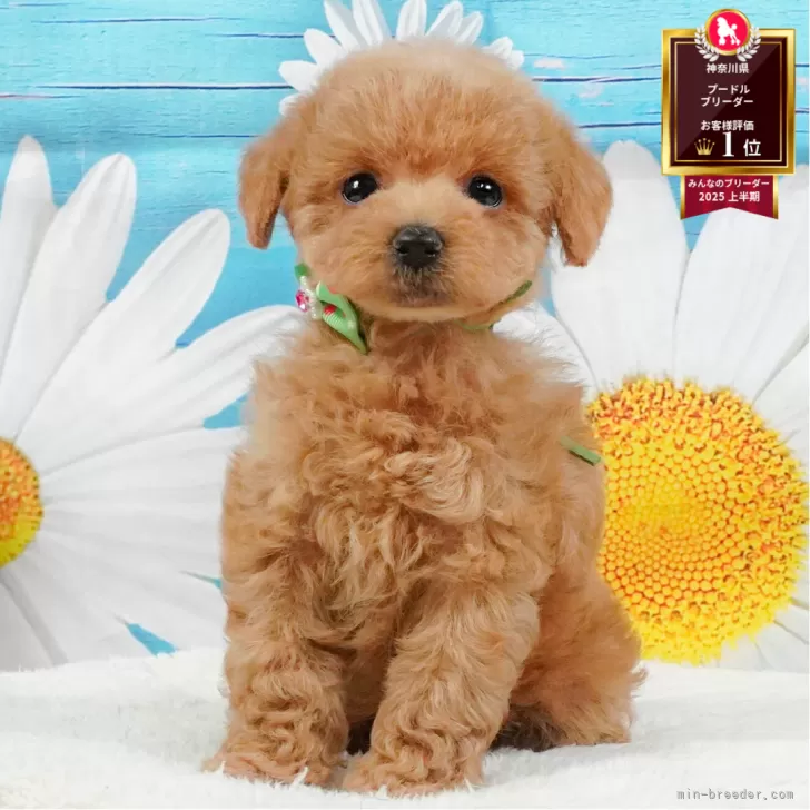 ID:2507-05347の子犬