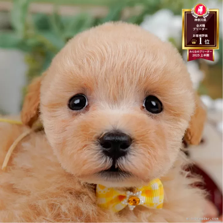 mori 様のお迎えした子犬