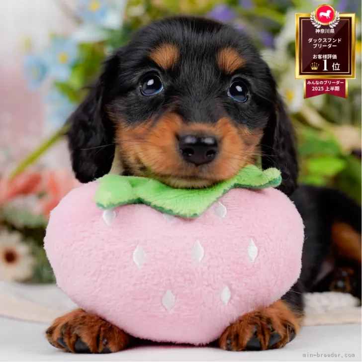 bluefactory 様のお迎えした子犬