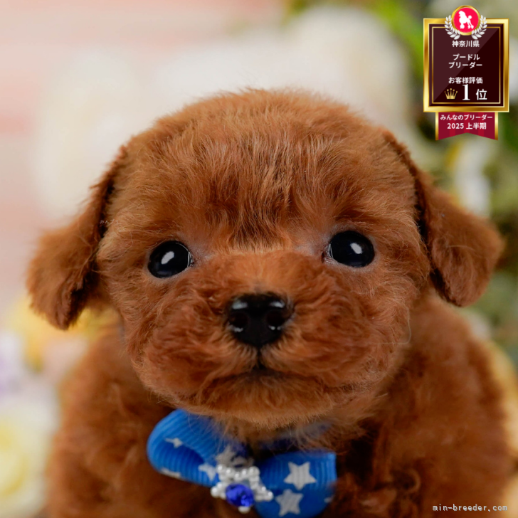 ブリーダー画像