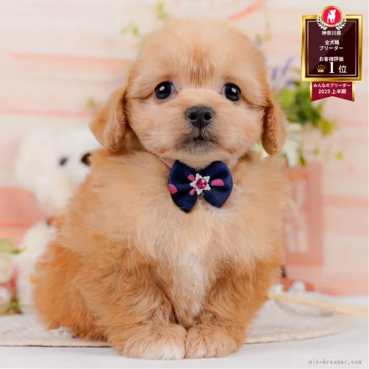 ID：2508-01446の子犬