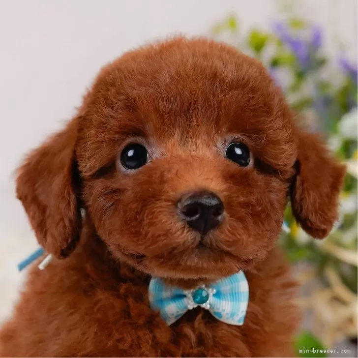 S.W 様のお迎えした子犬