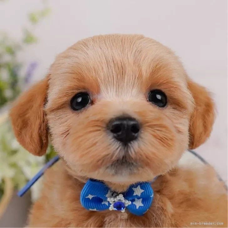 ID：2507-00563の子犬