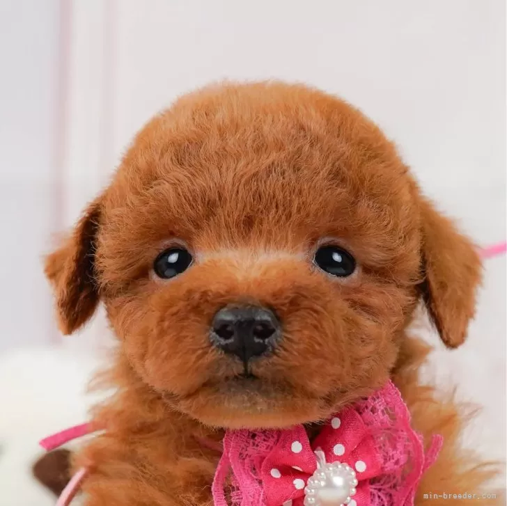 ID:2502-04917の子犬