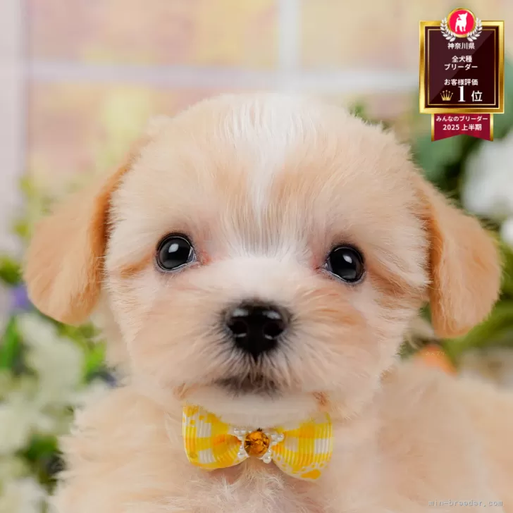 ID：2510-02055の子犬