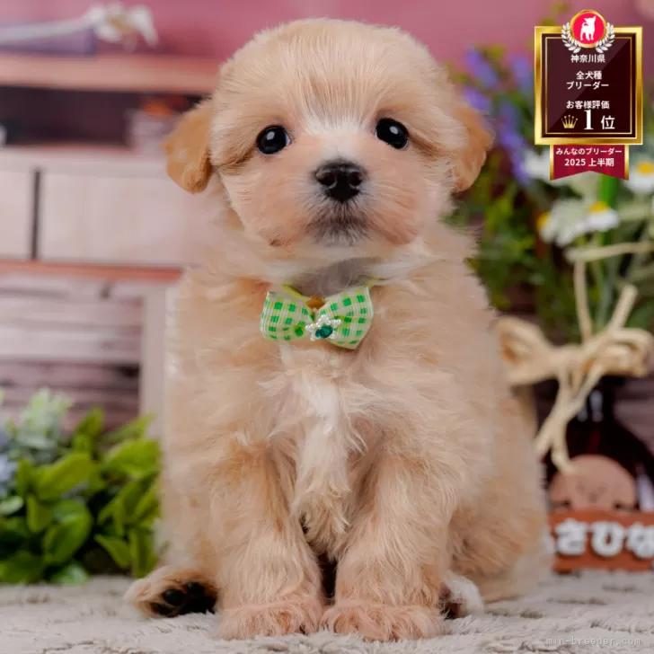 マルプー(マルチーズ×トイプードル)【神奈川県・男の子・2026年3月30日・クリーム】の写真1「かわいい子犬の画像や当犬舎の情報を掲載しています💖是非、見てください🎶」