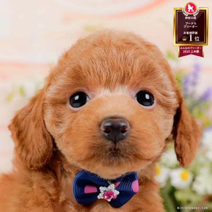 トイプードル(トイ)【神奈川県・女の子・2025年8月25日・レッド】の写真1「かわいい子犬の画像や当犬舎の情報を掲載しています💖是非、見てください🎶」