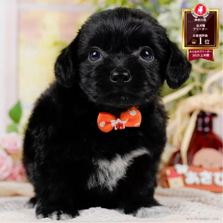 M.S 様のお迎えした子犬