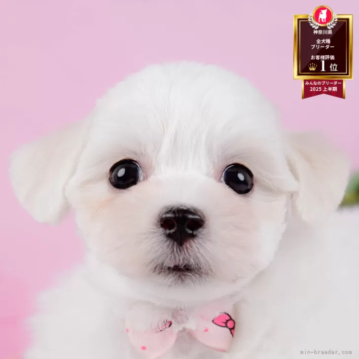 マルビション(マルチーズ×ビションフリーゼ)【神奈川県・女の子・2025年9月18日・ホワイト】の写真1「かわいい子犬の画像や当犬舎の情報を掲載しています💖是非、見てください🎶」