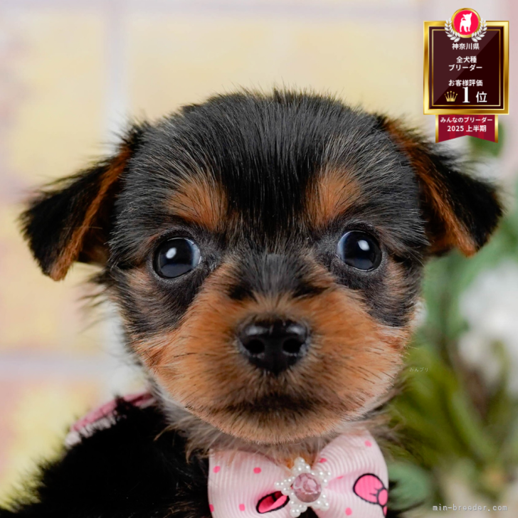 ブリーダー画像