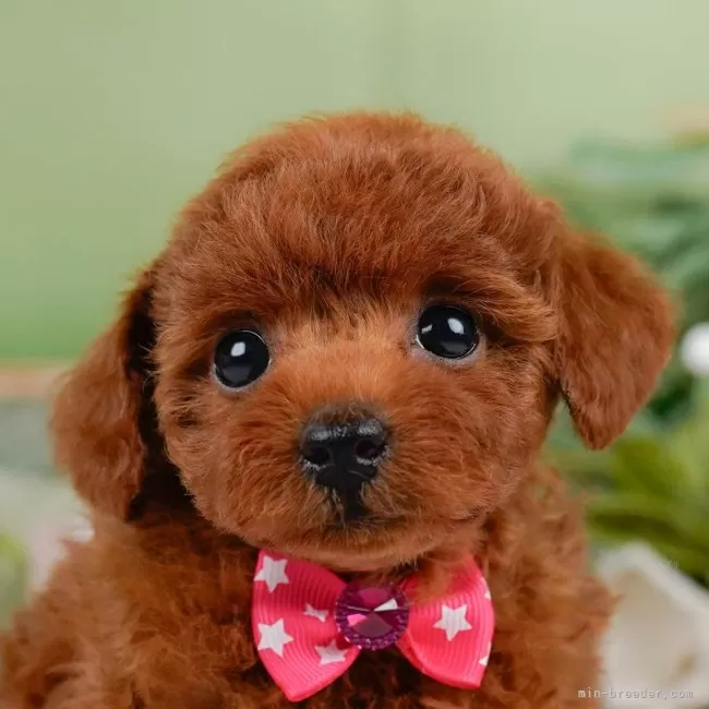 ID:2508-01465の子犬