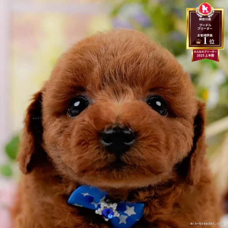 M.H 様のお迎えした子犬