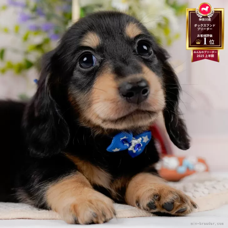 ベイ 様のお迎えした子犬