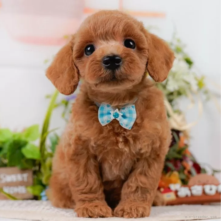 R.K 様のお迎えした子犬