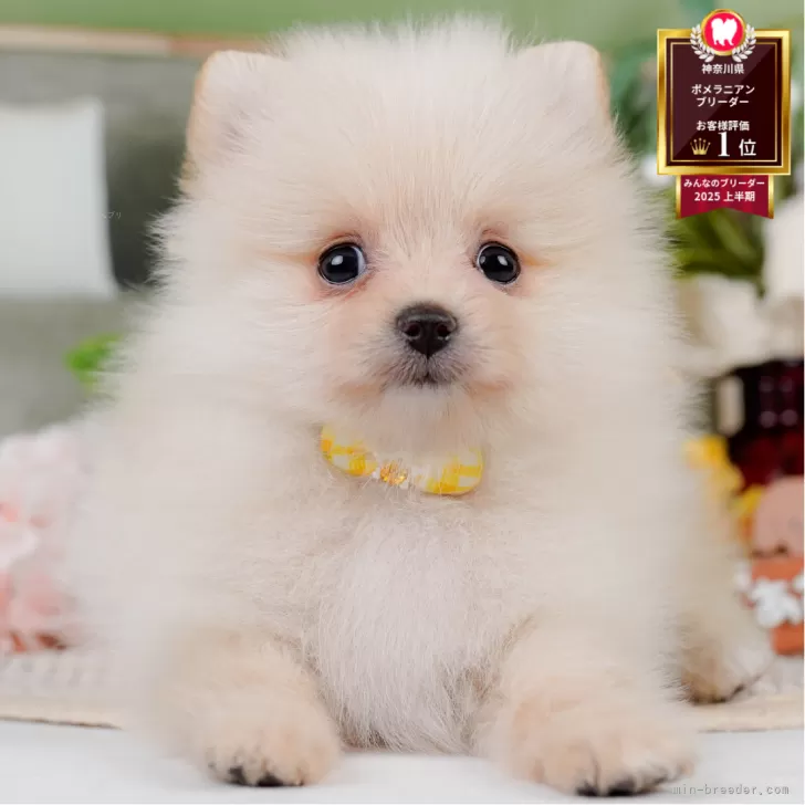 ポメラニアン【神奈川県・女の子・2025年5月15日・クリーム】の写真1「かわいい子犬の画像や当犬舎の情報を掲載しています💖是非、見てください🎶」