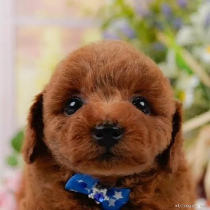 トイプードル(トイ)【神奈川県・男の子・2025年7月5日・レッド】の写真1「かわいい子犬の画像や当犬舎の情報を掲載しています💖是非、見てください🎶」