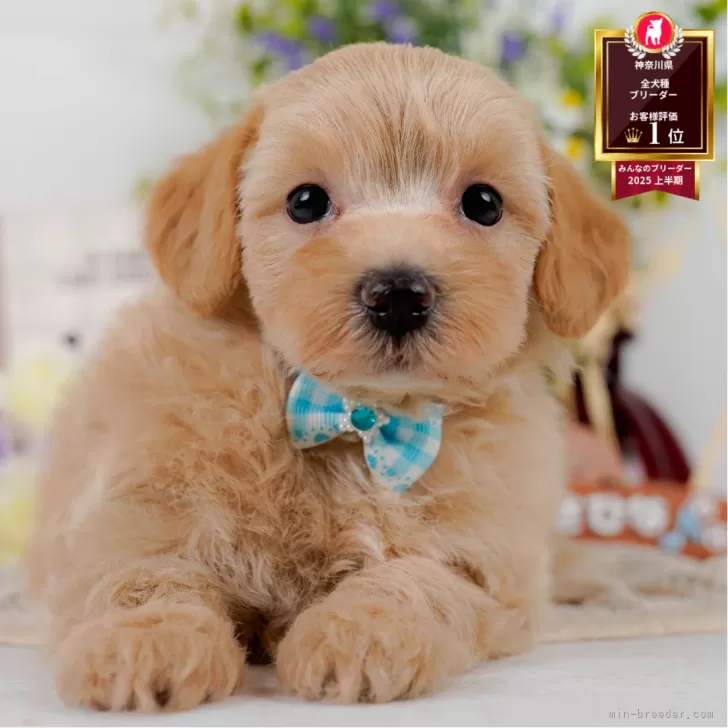 T.H 様のお迎えした子犬