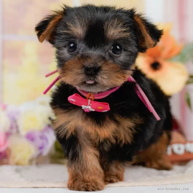 ID：2507-04745の子犬