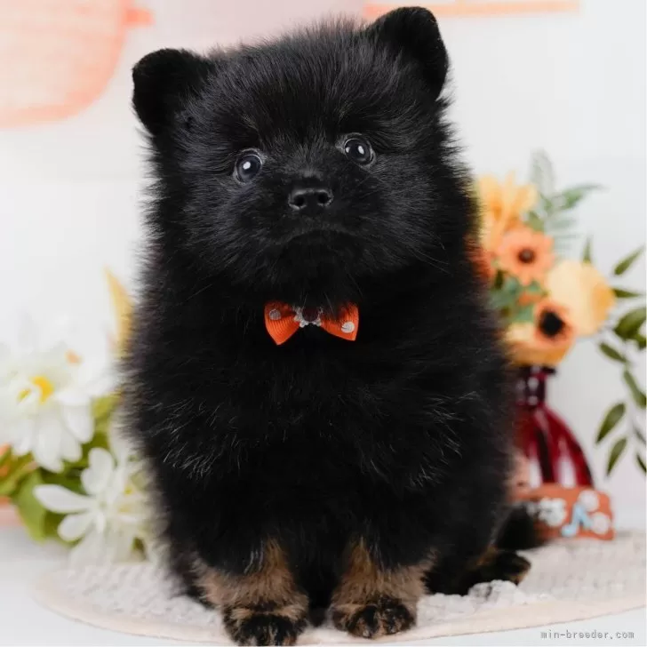 ねこまる 様のお迎えした子犬