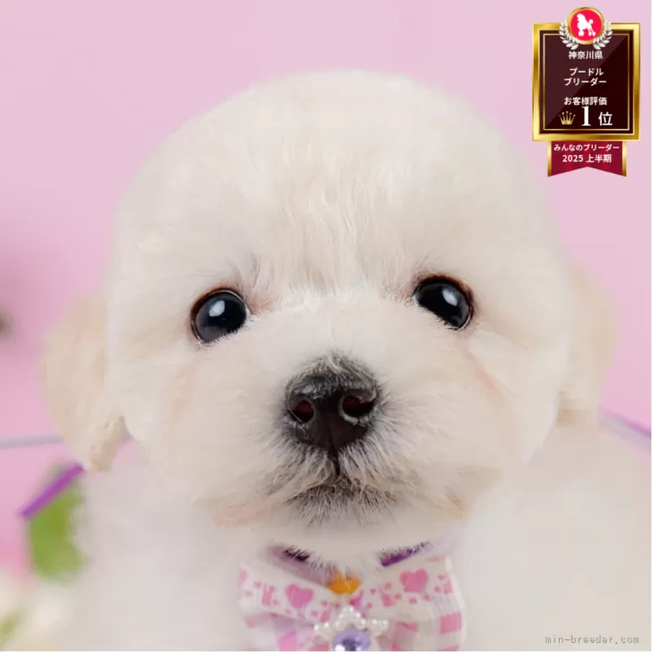 ID:2506-05142の子犬