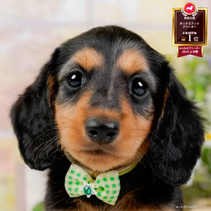 st 様のお迎えした子犬