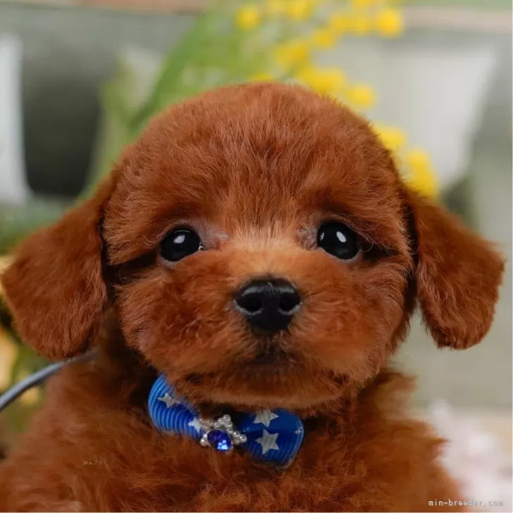 M.A 様のお迎えした子犬
