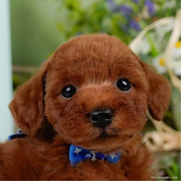 M.M 様のお迎えした子犬