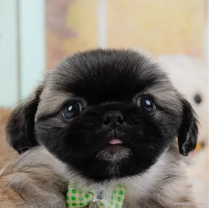 ID:2412-00958の子犬