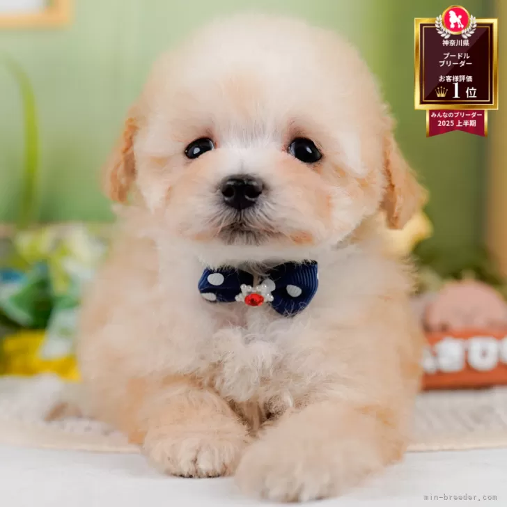 ティーカッププードル【神奈川県・男の子・2025年8月11日・アプリコット】の写真1「かわいい子犬の画像や当犬舎の情報を掲載しています💖是非、見てください🎶」