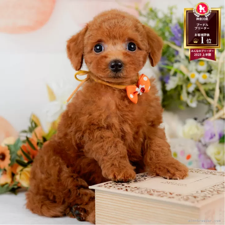 ID：2508-01444の子犬