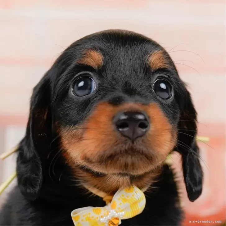 ID：2504-04507の子犬