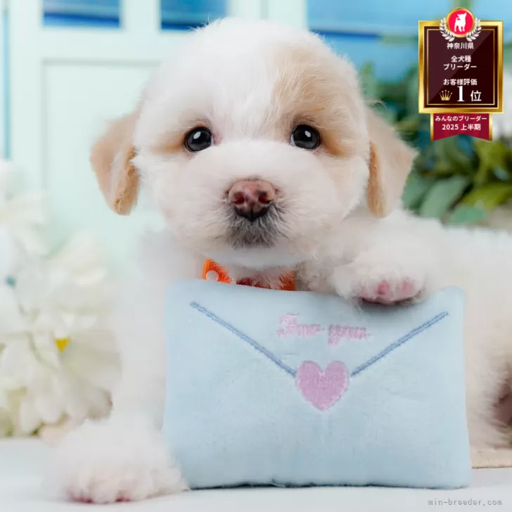 ID:2509-06942の子犬