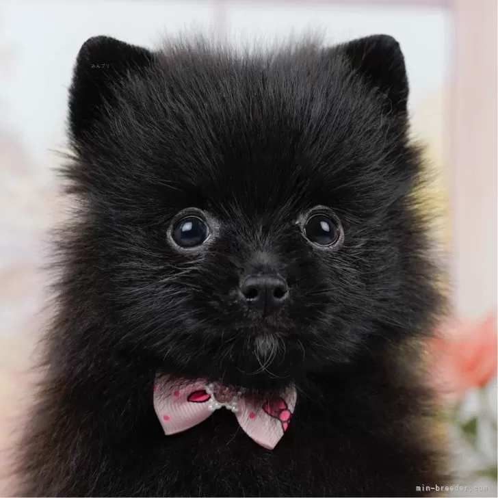 ID：2507-00525の子犬