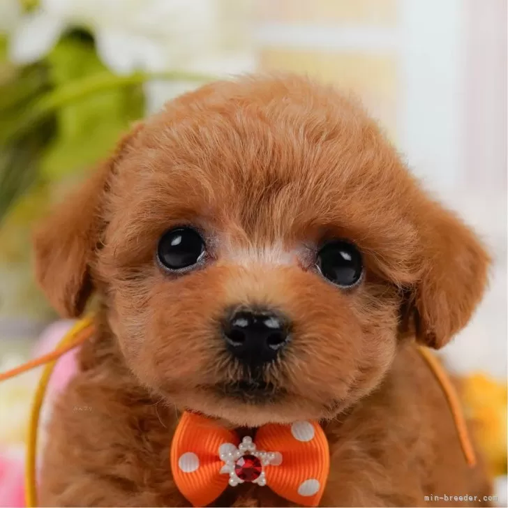 Y.W 様のお迎えした子犬