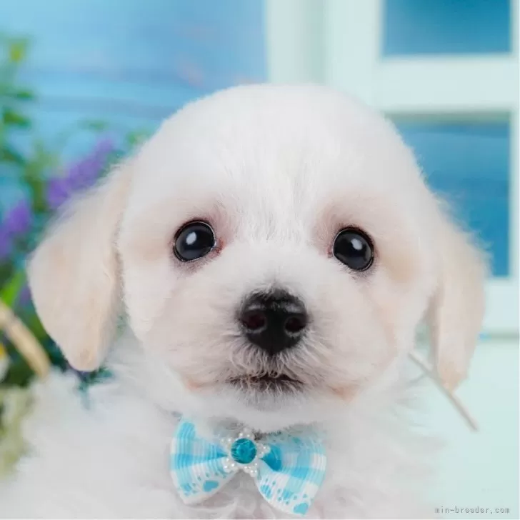 ID：2505-03548の子犬