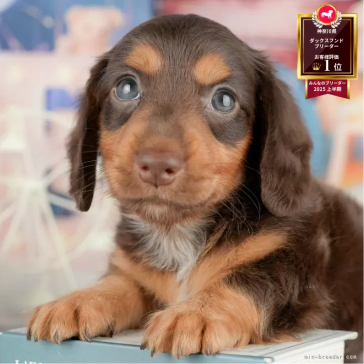 カニンヘンダックスフンド(ロング)【神奈川県・男の子・2025年7月1日・チョコレート&タン】の写真1「かわいい子犬の画像や当犬舎の情報を掲載しています💖是非、見てください🎶」