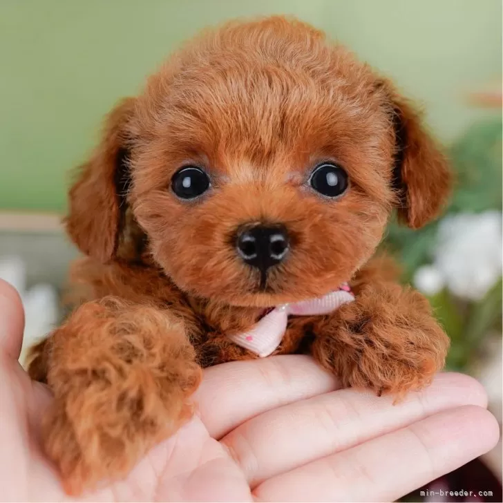 🐶🍒 様のお迎えした子犬