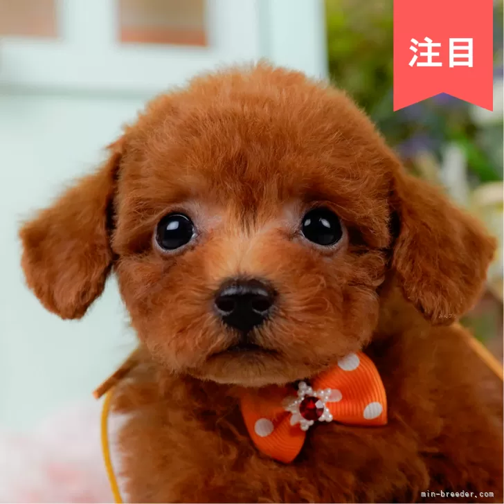 ID:2507-00520の子犬