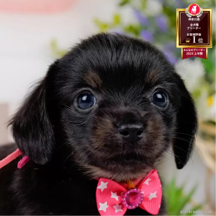 ID:2506-00930の子犬