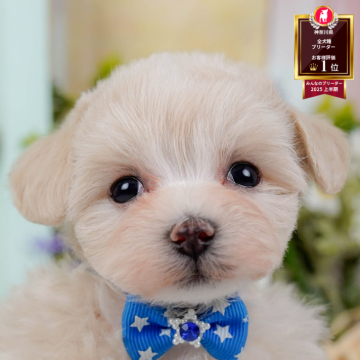 マルプー(マルチーズ×トイプードル)【神奈川県・男の子・2025年10月12日・クリーム】の写真「🐶12/6(土)40頭が参加のこいぬ見学会❄️」
