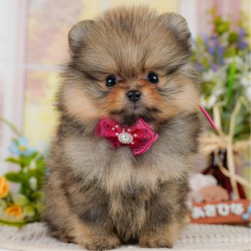 ポメラニアン【神奈川県・女の子・2025年4月13日・オレンジ】の写真「💛6/22(日)開催！こいぬの見学会🐶」