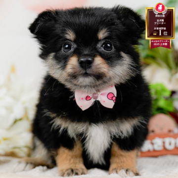 ポメチワ(ポメラニアン×チワワ)【神奈川県・女の子・2025年9月4日・ブラック&タン】の写真「🏆🐾ブリーダーランキング✨神奈川県1位獲得👑」