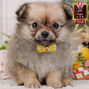 ポメチワ(ポメラニアン×チワワ)【神奈川県・女の子・2025年9月4日・レッドセーブル】の写真「🏆🐾ブリーダーランキング✨神奈川県1位獲得👑」