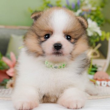 ポメラニアン【神奈川県・男の子・2025年3月24日・パーティー】の写真「🎏5/24(土)ワンちゃんの見学会開催💕」