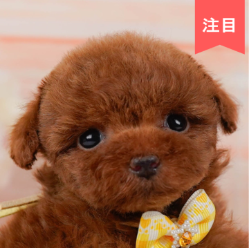 トイプードル(トイ)【神奈川県・女の子・2024年10月1日・レッド】の写真「🐶見学会開催💕可愛いワンちゃんが大集合💓💓」