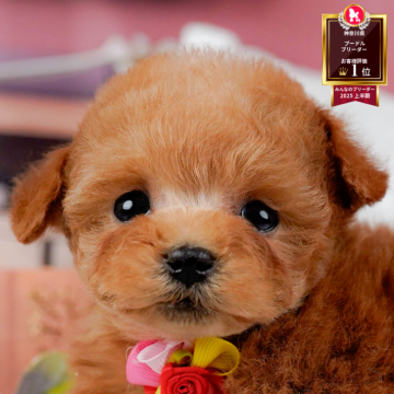 トイプードル(ティーカップ)【神奈川県・女の子・2025年10月25日・レッド】の写真「🎅12/20開催🎉今年最後のこいぬ見学会🐶」