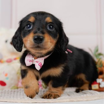 ミニチュアダックスフンド(ロング)【神奈川県・女の子・2025年3月31日・ブラックタン】の写真「🎏5/24(土)ワンちゃんの見学会開催💕」