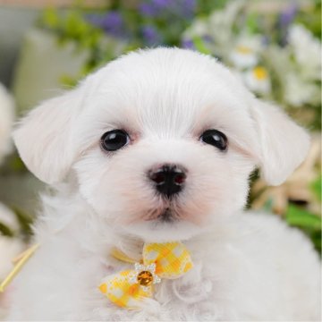 マルチーズ【神奈川県・女の子・2025年2月22日・ホワイト】の写真「🐶見学会開催💕可愛いワンちゃんが大集合💓💓」