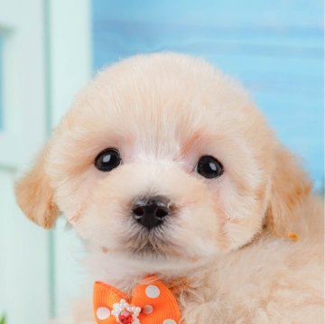 ビションプープー(トイプードル×ビションプー)【神奈川県・男の子・2025年1月9日・アプリコット】の写真「🐶見学会開催💕可愛いワンちゃんが大集合💓💓」