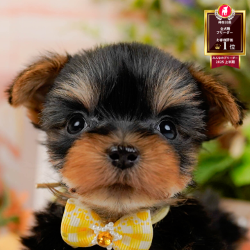 ヨークシャーテリア【神奈川県・女の子・2025年9月27日・スティールブルー&タン】の写真「🏆🐾ブリーダーランキング✨神奈川県1位獲得👑」